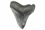 Fossil Megalodon Tooth - South Carolina #190226-1